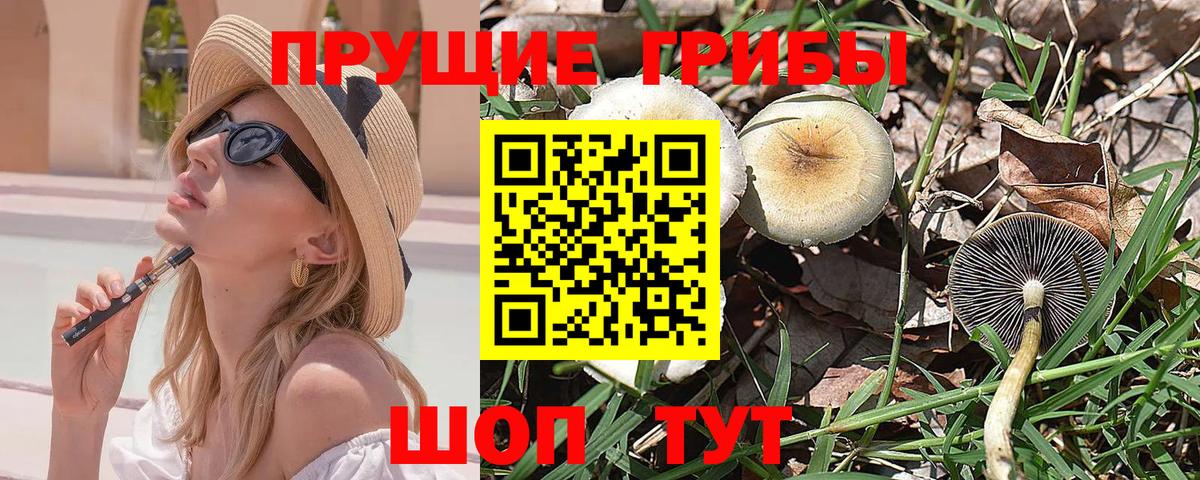 Галлюциногенные грибы прущие грибы  Псилоцибиновые грибы Psilocybe  Котовск  Вход с VPN 